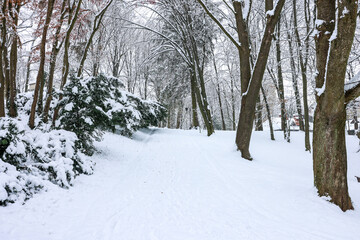 Trees covered with snow in winter park