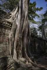 Tree roots growing on Angkor Thom stone wall ruins in Cambodia Siem Reap vertical