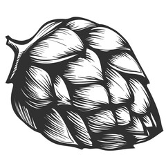 beer hop in engraving style. Design element for poster, label, sign, emblem, menu, packaging. Vintage Vector illustration isolated on white background