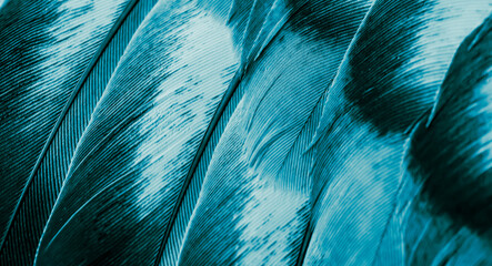 blue feather pigeon macro photo. texture or background