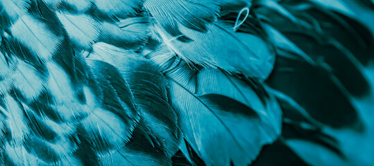 blue feather pigeon macro photo. texture or background