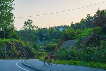 Deers crossing the street (Norway)