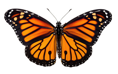 Vibrant Monarch Butterfly on Transparent Background