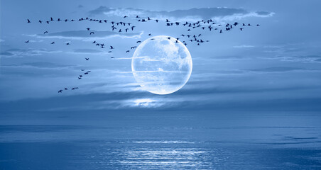 Night view of flock of migration birds  flying over a blue full moon - Migration of birds during autumn 