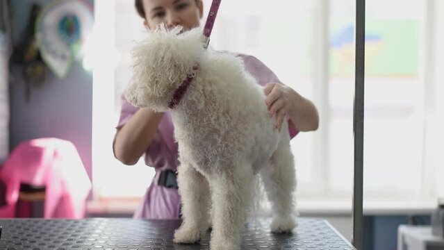 A female groomer sprays coat balm on a white Bichon Frise dog that stands on a grooming table in a modern grooming salon
