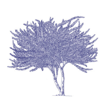 Crescentia cujete Linn., Calabash Tree Drawing