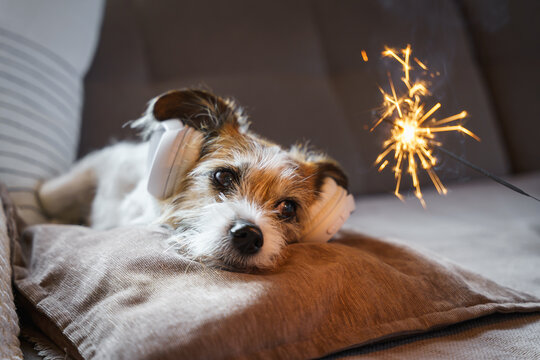 Ein kleiner Terrier Hund mit Gehörschutz und einer Spritzkerze. Angst, Silvester.