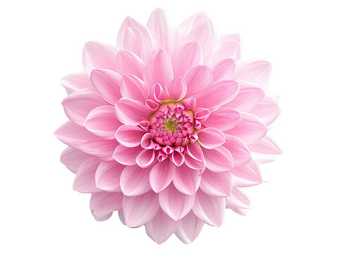 Dahlia flower isolated in white, cut out