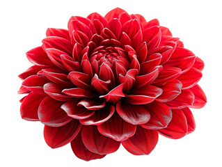 Dahlia flower isolated in white, cut out - obrazy, fototapety, plakaty