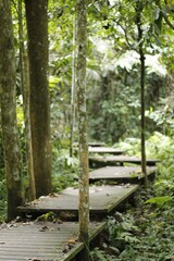 Selva tropical de Taman Negara en Malasia