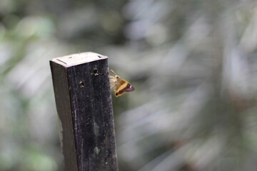 Mariposa marrón posada en un listón de madera