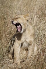 León joven rugiendo en la sabana después de una larga siesta.