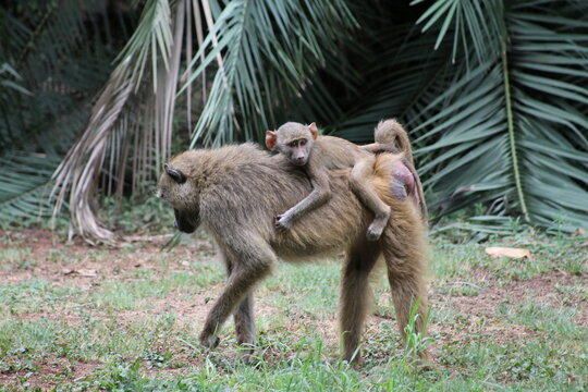 Mama babuino cargando a su beb&eacute; es su espalda