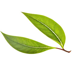 Obraz premium A Green tea leaf isolated on white