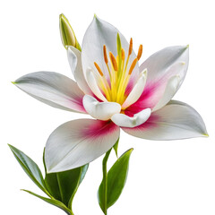 Snow White color Lily flower isolated on white