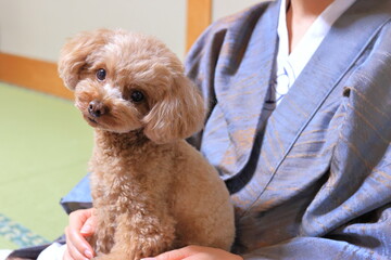 温泉に旅したトイプードル