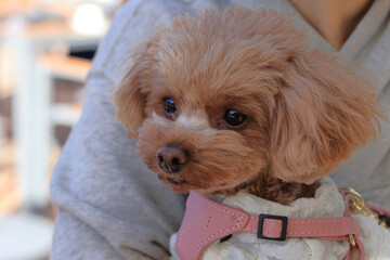 旅行に行ったトイプードル