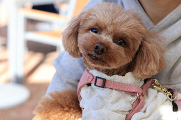 旅行に行ったトイプードル