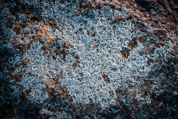 The surface of the mountain stone wall. photo Rock texture. White gray grunge background with seashell.