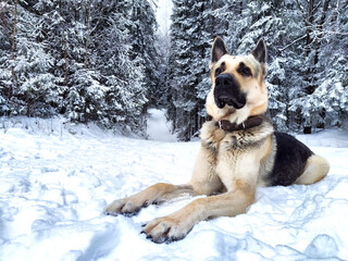 Dog German Shepherd in a forest or in a park in a winter day and white snow arround. Waiting...
