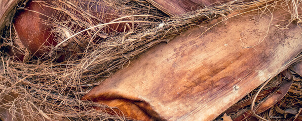 Palm tree trunk detailed photo for background. Palm tree trunk texture. Cracked bark