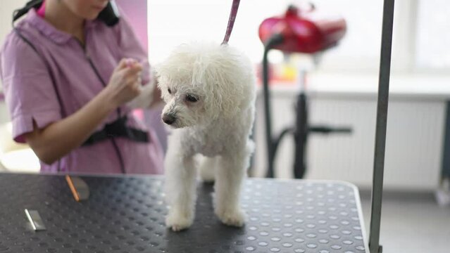 A white Bichon Frise dog looks at the camera and stands calmly on a grooming table. A professional female groomer blow-dries and combs a dog in a modern grooming salon.