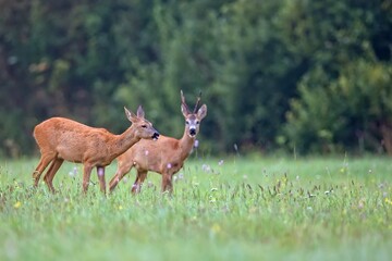 Buck deer with roe deer in a clearing in the wild