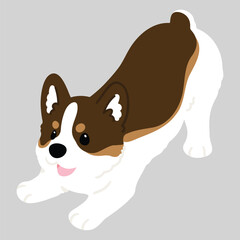 Simple and cute flat tri colored illustration of Corgi being playful