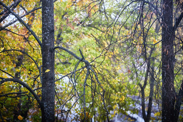 Trees with yellow leaves in summer or autumn. Landscape with greenery in nature on day