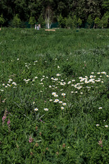 flowers in the garden