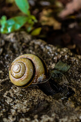 snail on a tree