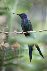 Brazilian Savannah Bird
The birds of Brazil are very beautiful and have many colors.