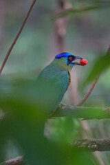 Brazilian Savannah Bird
The birds of Brazil are very beautiful and have many colors.
