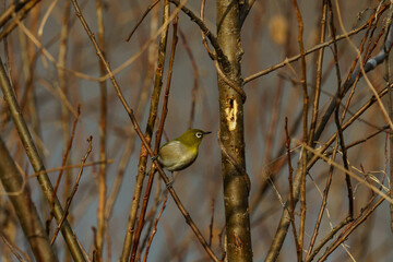 枝に止まるメジロ