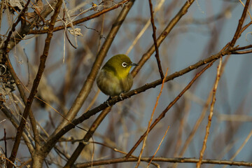 枝に止まるメジロ