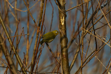 枝に止まるメジロ