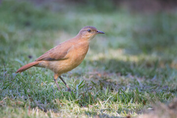 Brazilian Savannah Bird
The birds of Brazil are very beautiful and have many colors.