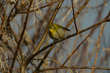 枝に止まるメジロ