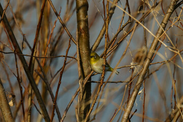枝に止まるメジロ