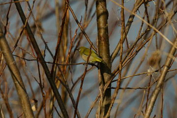 枝に止まるメジロ