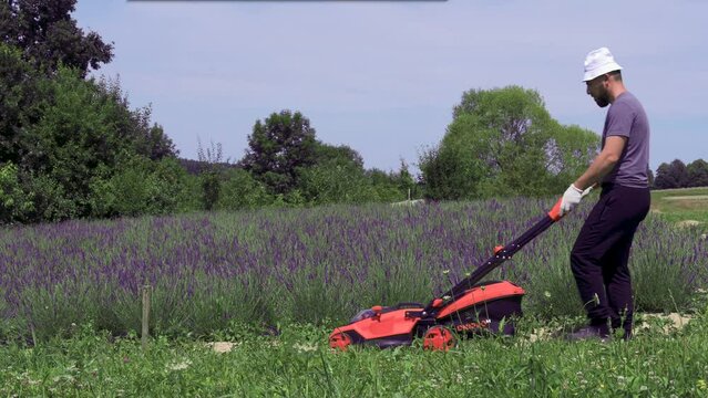 A man mows the lawn in a lavender field between rows of flowers with battery powered ecological lawn mower.