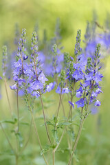 Austrian speedwell, Veronica austriaca, also known as broadleaf speedwell or saw-leaved speedwell, flowering plant from Finland