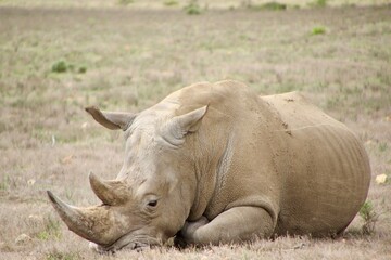 rhino south africa