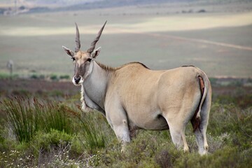 antelope south africa
