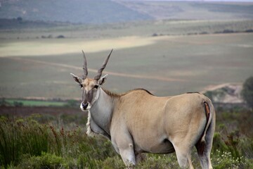 antelope south africa