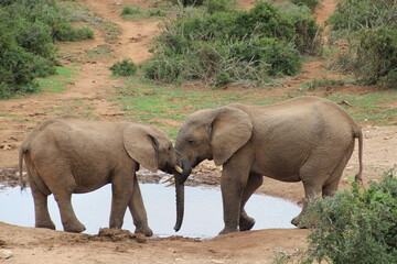 Fototapeta premium elephant, south africa