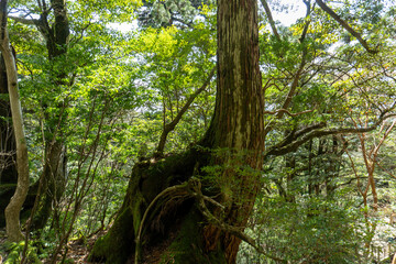 Trail from Takatsuka Hut to Shiratani Unsui Gorge on Yakushima Island
