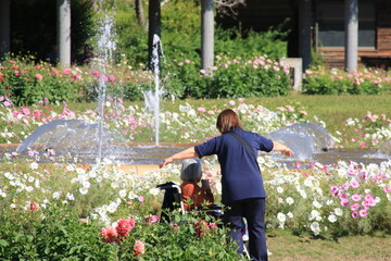 Fototapeta na wymiar ダリアやコスモスが満開の秋の兵庫県立フラワーセンター(兵庫県加西市)で花を見る人