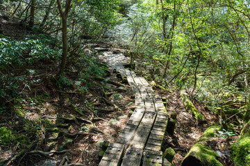 Trail from Takatsuka Hut to Shiratani Unsui Gorge on Yakushima Island
