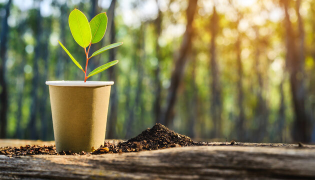 Eucalyptus tree seedling in a paper cup